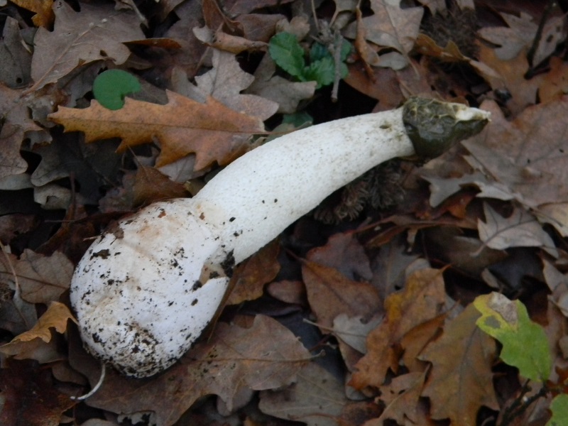 1)fFotogr.il 18.12.2018.sotto Quercia