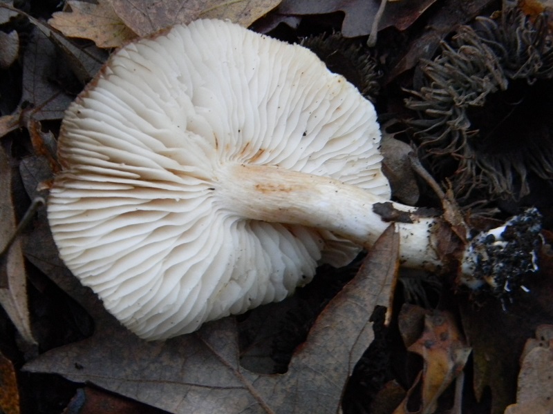 2)Fotogr.il 18.12.2018.sotto Quercia