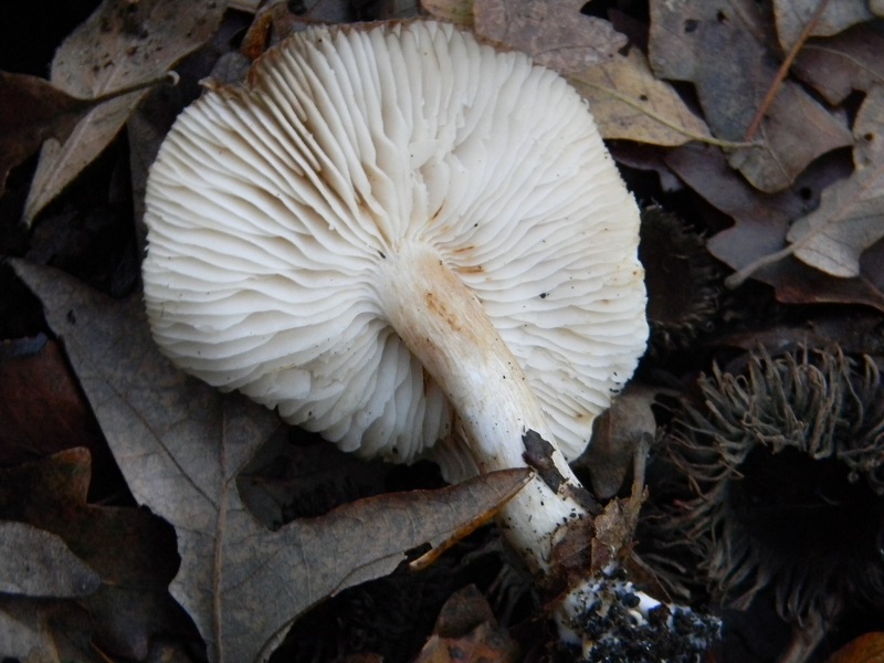 2)Fotogr.il 18.12.2018.sotto Quercia