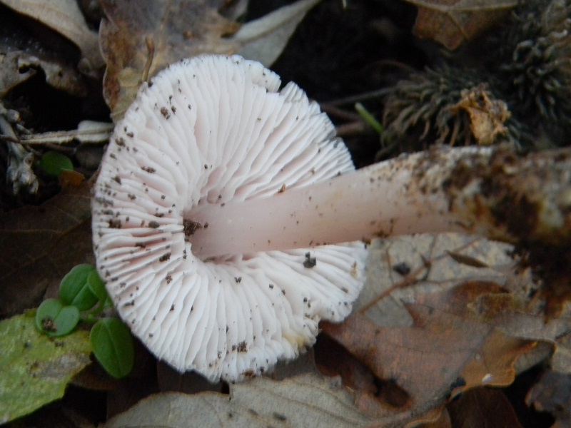 4)Fotogr.il 18.12.2018.sotto  Quercia