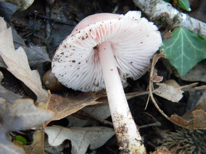 4)Fotogr.il 18.12.2018.sotto  Quercia