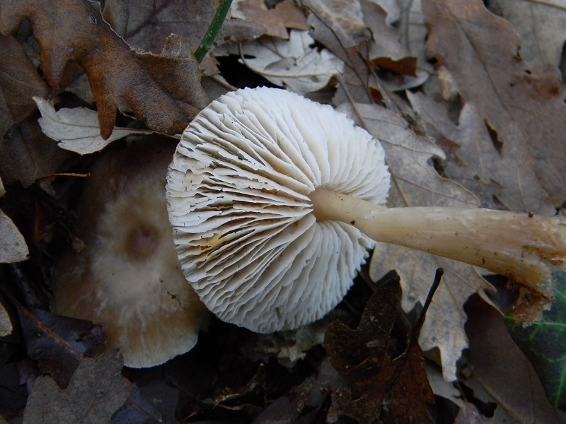 7)Fotogr.il 18.12.2018.sotto Quercia