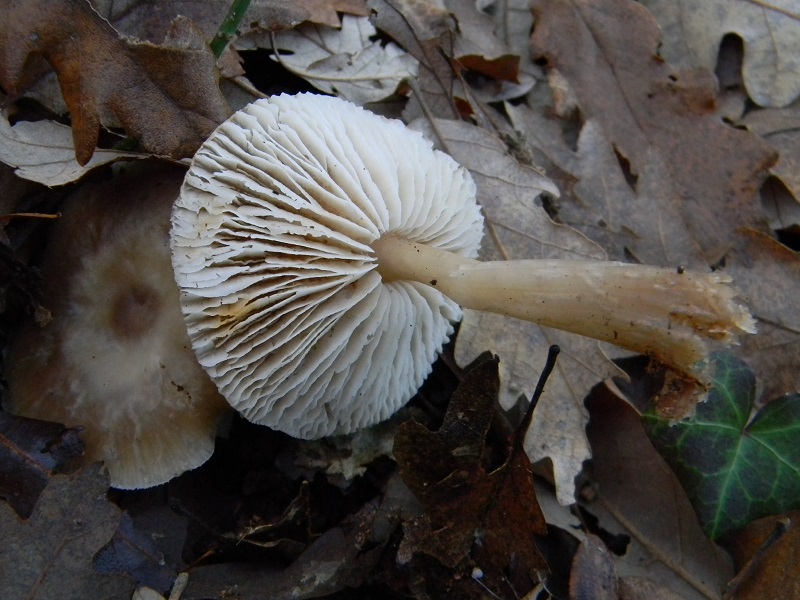 7)Fotogr.il 18.12.2018.sotto Quercia