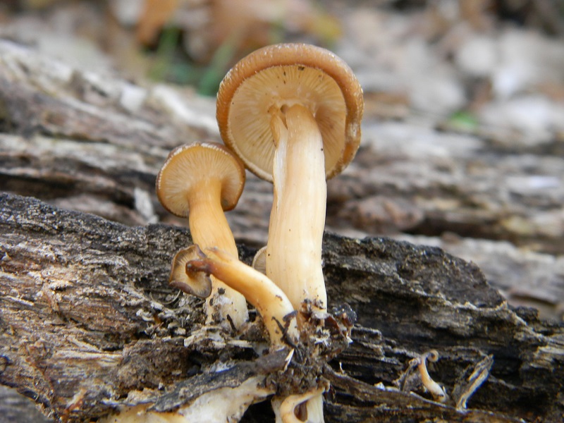 11)Fotogr.il 18.12.2018.sotto Quercia lignicolo