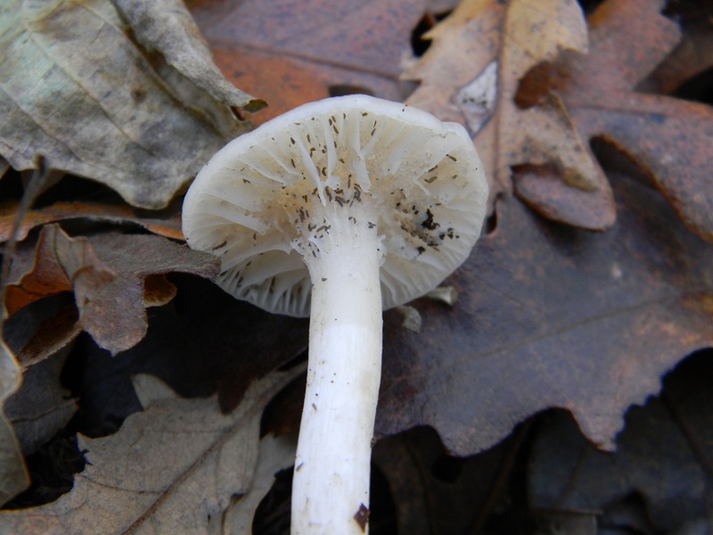 13)Fotogr.il 18.12.2018.sotto Quercia