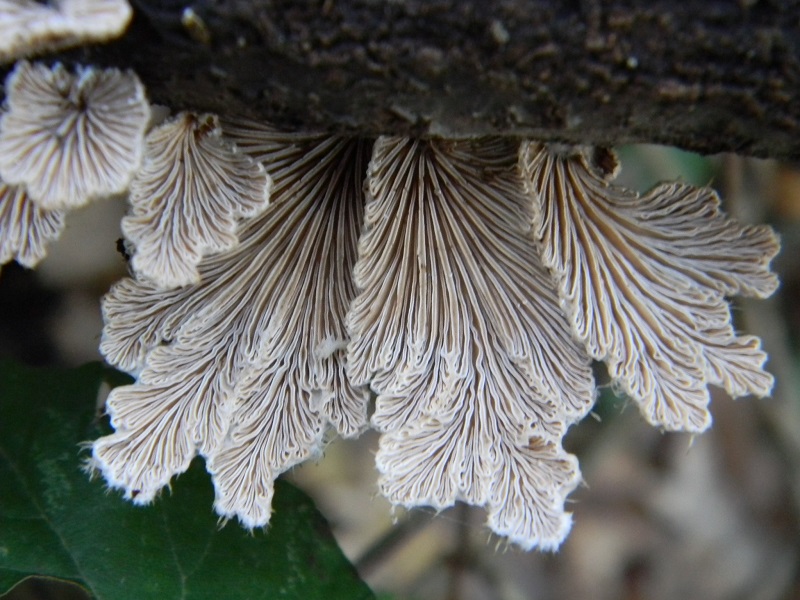 14)Fotogr.il 18.12.2018.sotto Quercia