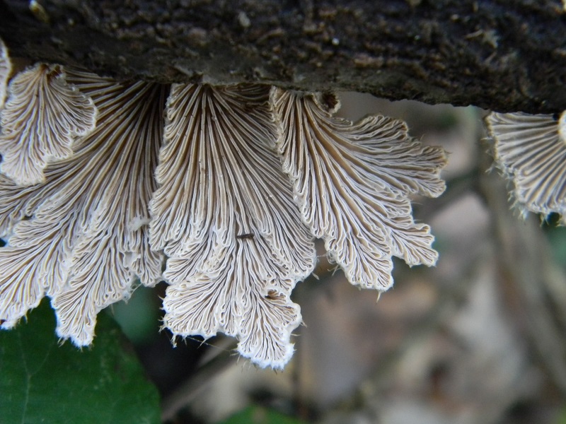 14)Fotogr.il 18.12.2018.sotto Quercia