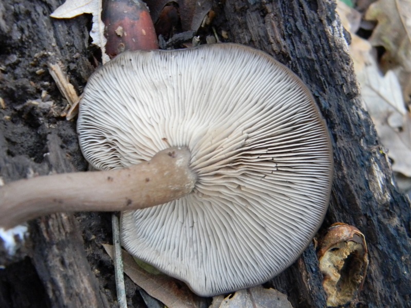 15)Fotogr.il 18.12.2018.sotto Quercia