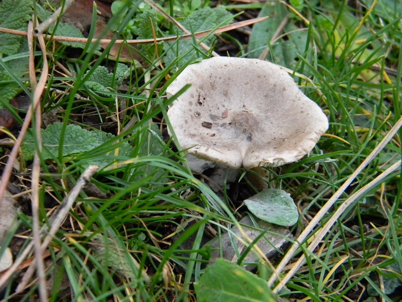 1)Fotogr.il 22.12.2018.sotto pineta marina con Leccio