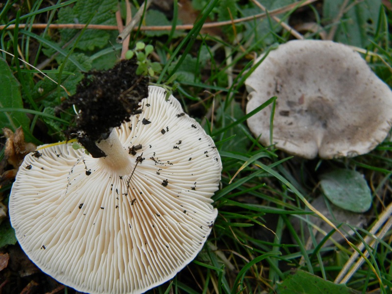 1)Fotogr.il 22.12.2018.sotto pineta marina con Leccio