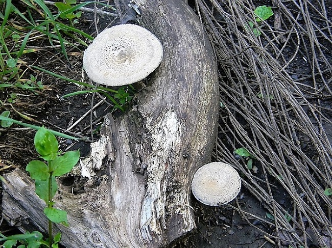 1)Fotogr.il 21.04.2018.bosco misto di latifoglia lignicolo