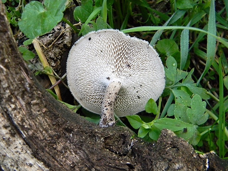 1)Fotogr.il 21.04.2018.bosco misto di latifoglia lignicolo