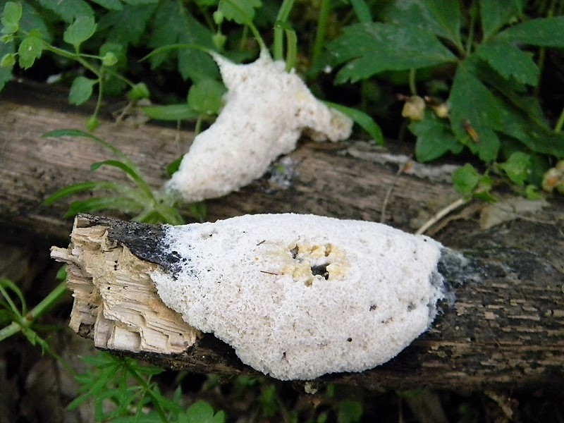 4)Fotogr.il 21.04.2018.bosco misto di latifoglia lignicolo