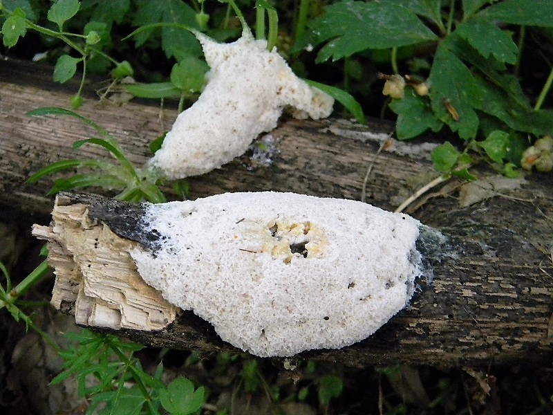 4)Fotogr.il 21.04.2018.bosco misto di latifoglia lignicolo