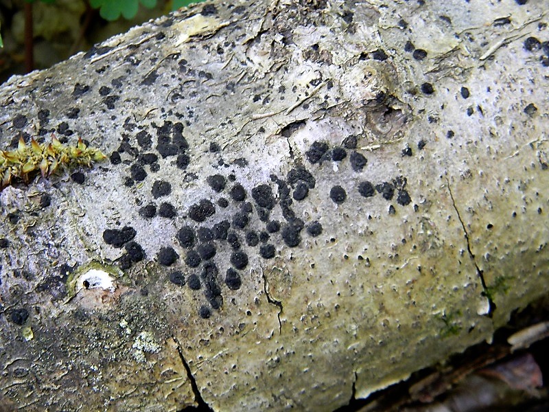 7)Fotogr.il 21.04.2018.bosco misto di latifoglia lignicolo