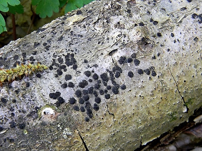 7)Fotogr.il 21.04.2018.bosco misto di latifoglia lignicolo