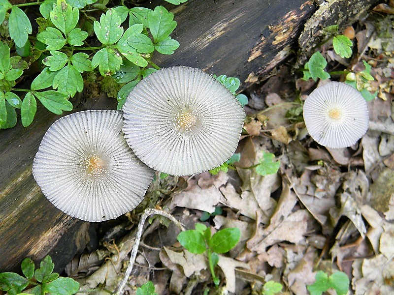 8)Fotogr.il 21.04.2018.bosco misto di latifoglia