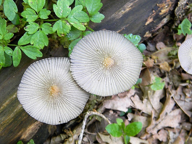 8)Fotogr.il 21.04.2018.bosco misto di latifoglia