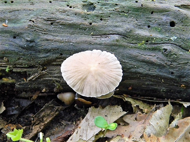 9)Fotogr.il 21.04.2018.bosco misto di latifoglia