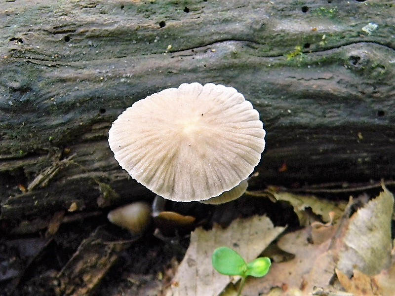 9)Fotogr.il 21.04.2018.bosco misto di latifoglia