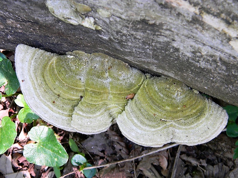 10)Fotogr.il 21.04.2018.bosco misto di latifoglia lignicolo