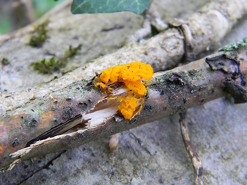 12)Fotogr.il 21.04.2018.bosco misto di latifoglia lignicolo