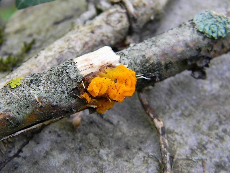 12)Fotogr.il 21.04.2018.bosco misto di latifoglia lignicolo