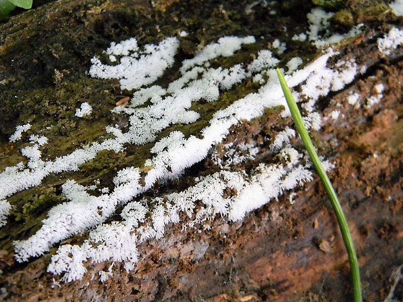 13)Fotogr.il 21.04.2018.bosco misto di latifoglia lignicolo
