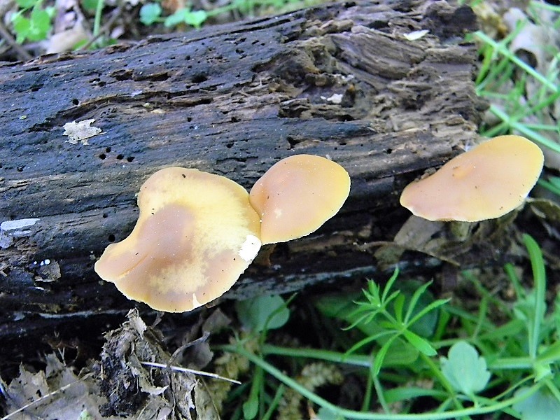 14)Fotogr.il 21.04.2018.bosco misto di latifoglia lignicolo