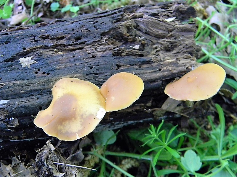 14)Fotogr.il 21.04.2018.bosco misto di latifoglia lignicolo
