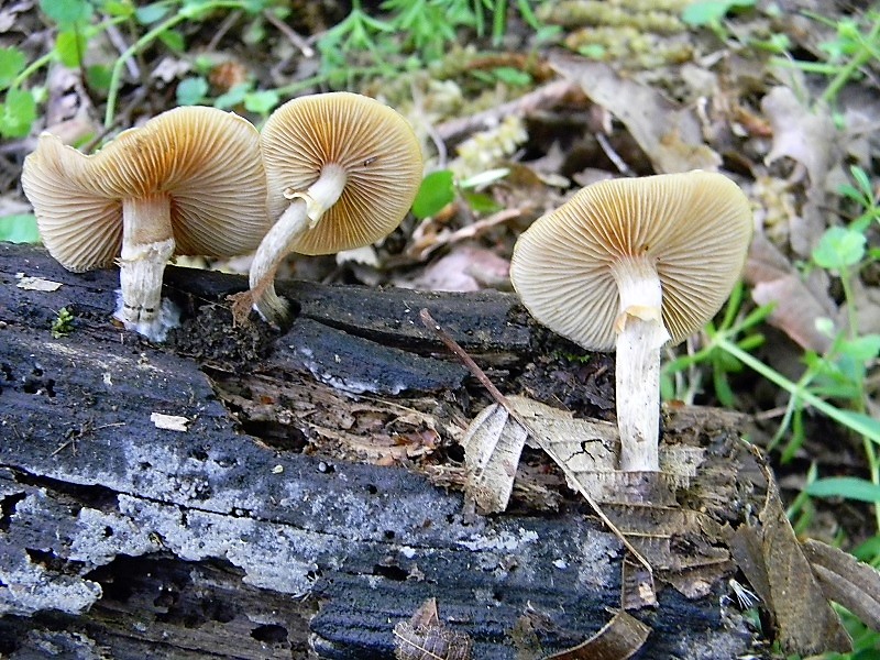 14)Fotogr.il 21.04.2018.bosco misto di latifoglia lignicolo