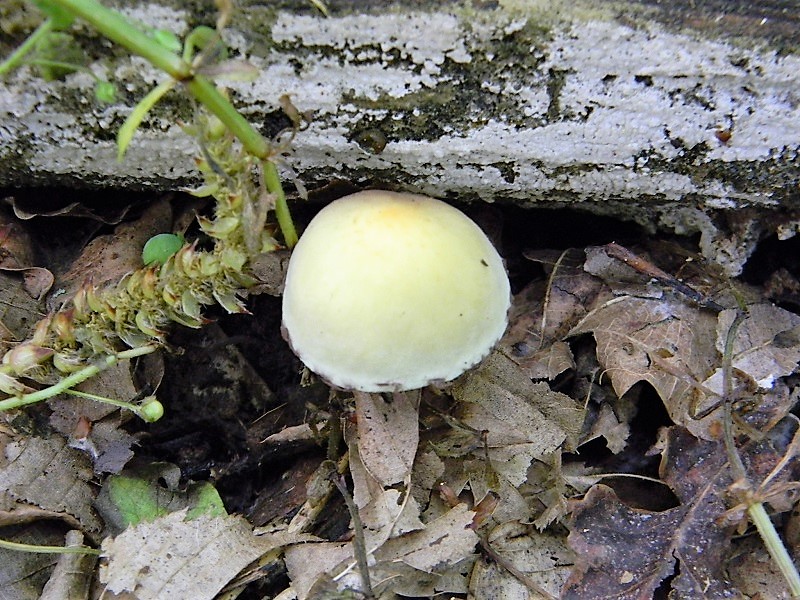 15)Fotogr.il 21.04.2018.bosco misto di latifoglia lignicolo