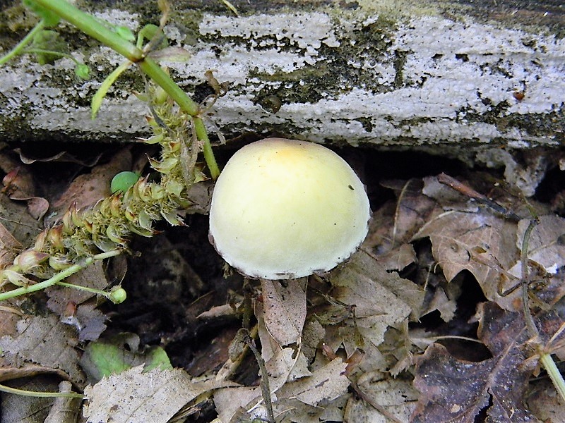 15)Fotogr.il 21.04.2018.bosco misto di latifoglia lignicolo