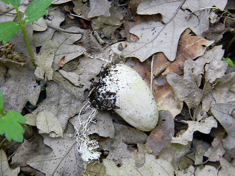 17)Fotogr.il 21.04.2017.bosco misto di latifoglia ultimo del 21.04.