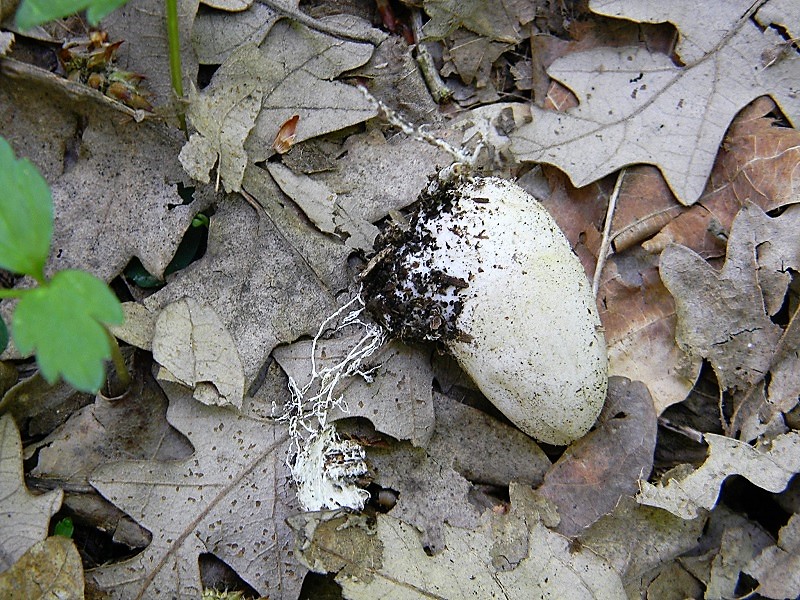 17)Fotogr.il 21.04.2017.bosco misto di latifoglia ultimo del 21.04.