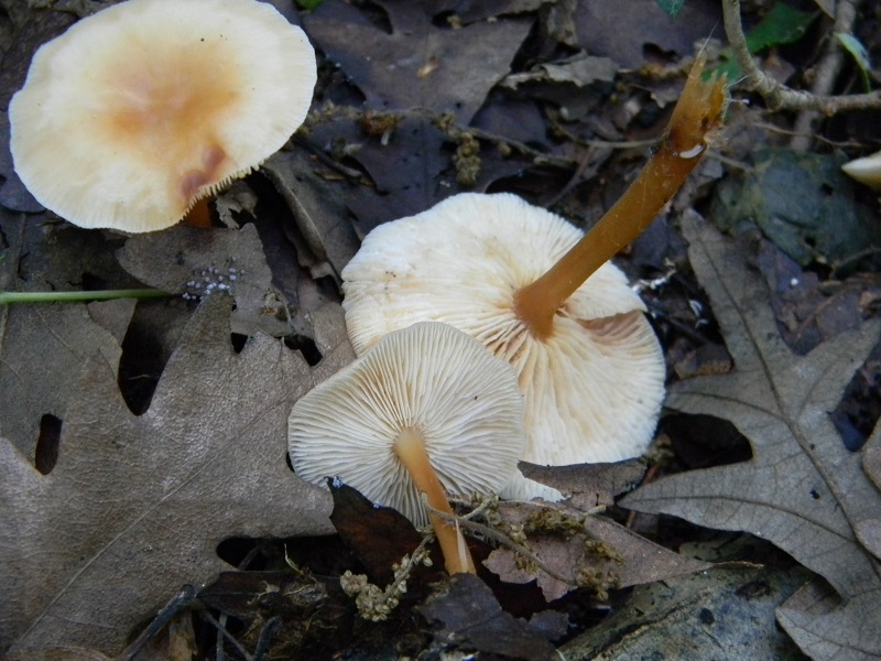 3)Fotogr.il 18.05.2018.sotto Quercia