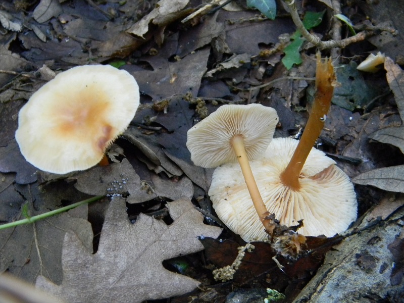 3)Fotogr.il 18.05.2018.sotto Quercia