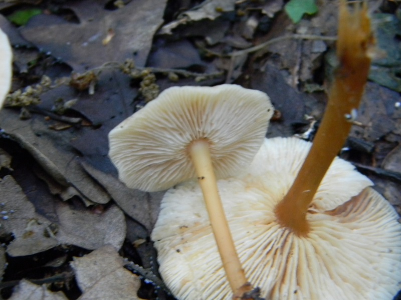 3)Fotogr.il 18.05.2018.sotto Quercia