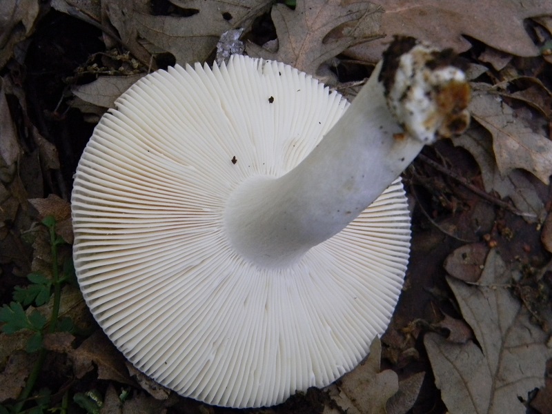 4)Fotogr.il 18.05.2018.sotto Quercia