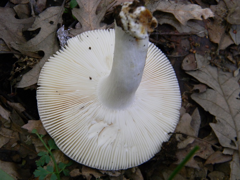 4)Fotogr.il 18.05.2018.sotto Quercia