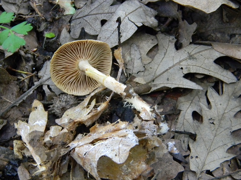 5)Fotogr.il 18.05.2018.sotto Quercia