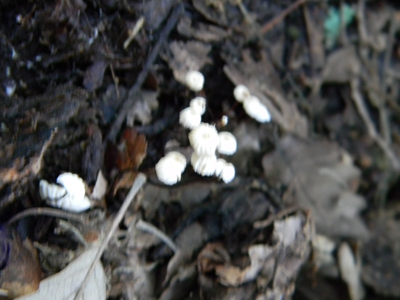 1)Fotogr.il 18.05.2018.sotto Quercia lignicolo