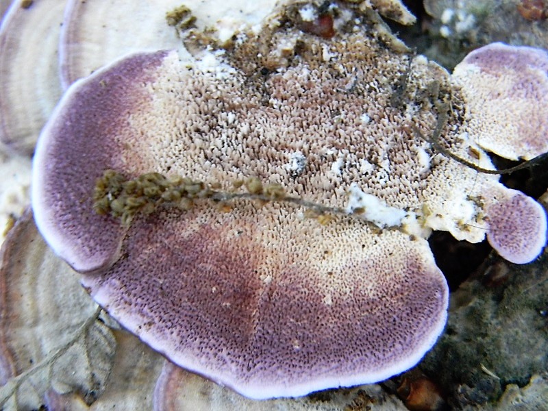 2)Fotogr.il 18.05.2018.sotto Quercia lignicolo