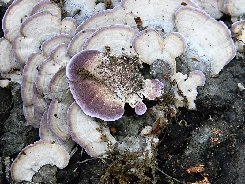 2)Fotogr.il 18.05.2018.sotto Quercia lignicolo