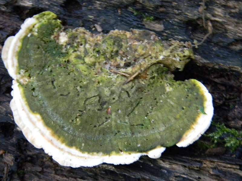 8)Fotogr.il 18.05.2018 sotto Quercia  lignicolo