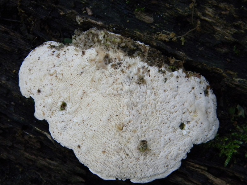 8)Fotogr.il 18.05.2018 sotto Quercia  lignicolo