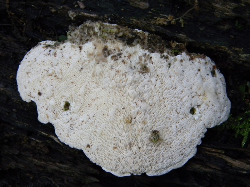 8)Fotogr.il 18.05.2018 sotto Quercia  lignicolo