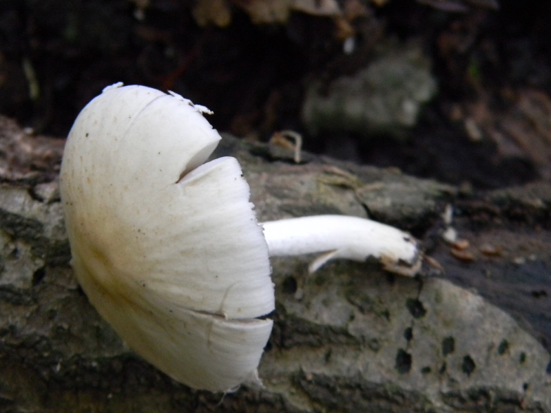 9)Fotogr.il 18.05.2018.sotto Quercia