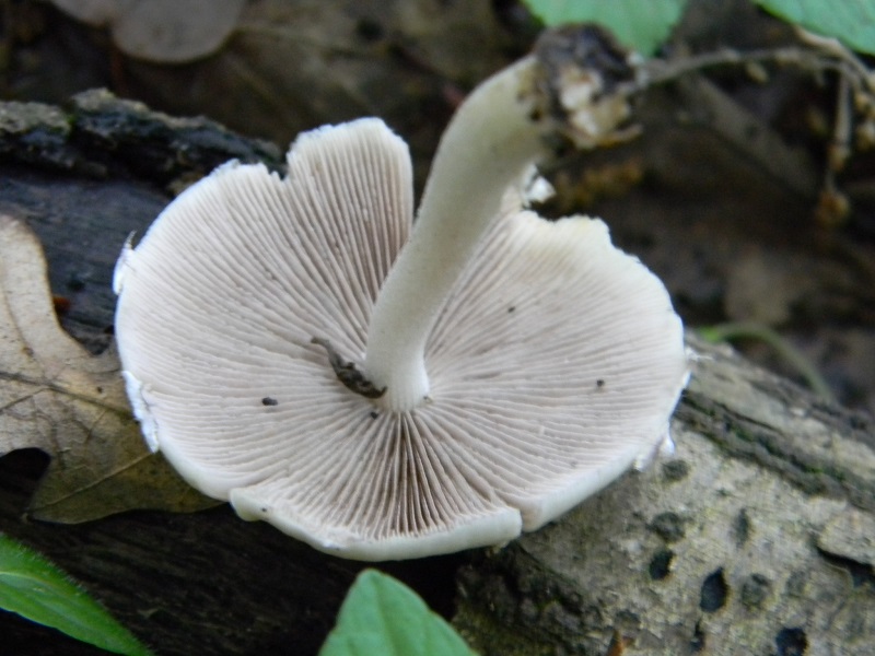 9)Fotogr.il 18.05.2018.sotto Quercia