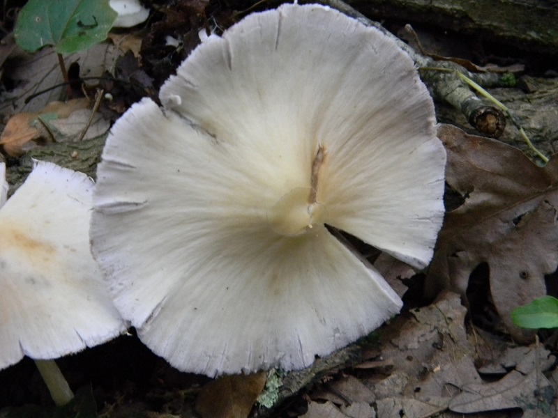 10)Fotogr.il 18.05.2018.sotto Quercia